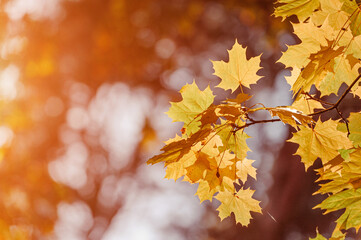 Autumn leaves of maple tree on blurred nature background. Shallow focus. Fall bokeh.
