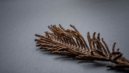 dry fern up close, dramatic view, incredible art