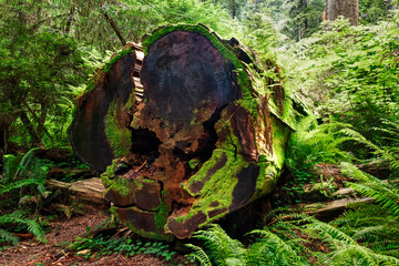 Redwoods Natl 04