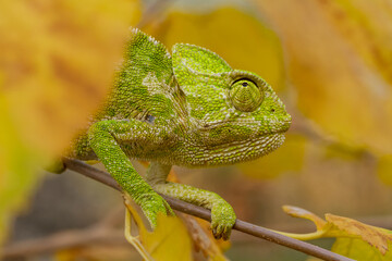 A closeup of the common chameleon or Mediterranean chameleon, Chamaeleo chamaeleon