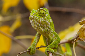 A closeup of the common chameleon or Mediterranean chameleon, Chamaeleo chamaeleon