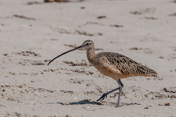 Long-billed Curlew (Numenius americanus) in Coal Oil Point Reserve, California, USA