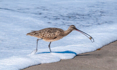 Long-billed Curlew (Numenius americanus) in Coal Oil Point Reserve, California, USA