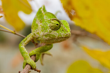 A closeup of the common chameleon or Mediterranean chameleon, Chamaeleo chamaeleon