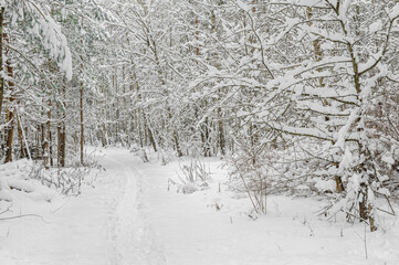 Hiking trail in the forest in winter with lots of snow, footprints in the snow of people