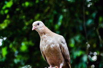 Closeup of domestic pigeon also called rock dove sitting on the door. Pigeon bird looking at the camera giving a look.