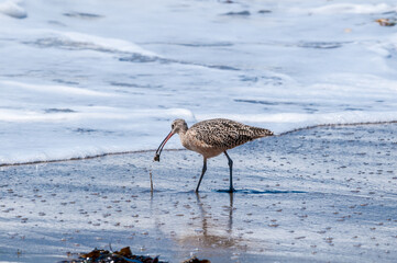 Long-billed Curlew (Numenius americanus) in Coal Oil Point Reserve, California, USA