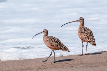 Long-billed Curlews (Numenius americanus) in Coal Oil Point Reserve, California, USA