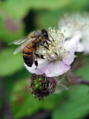 bee on a flower