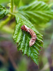 Caterpillar on leaf