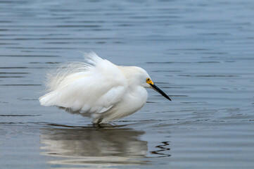 Snowy Egret (Egretta thula) in Malibu lagoon, California, USA