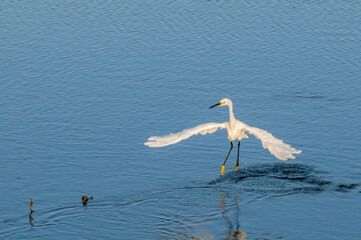 Snowy Egret (Egretta thula) in Malibu lagoon, California, USA