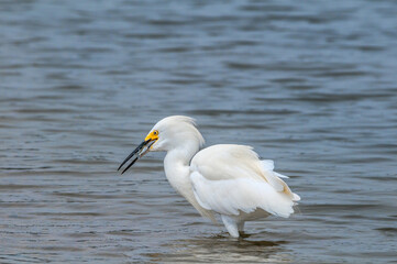 Snowy Egret (Egretta thula) in Malibu lagoon, California, USA