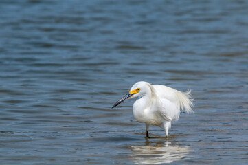 Snowy Egret (Egretta thula) in Malibu lagoon, California, USA