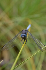 close up of a dragonfly on a branch