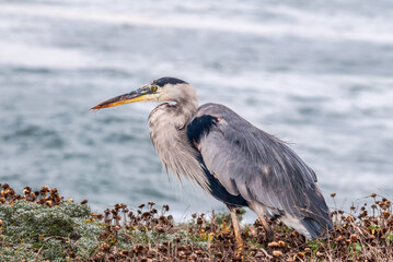 Great Blue Heron (Ardea herodias) in Bodega Bay area, California, USA