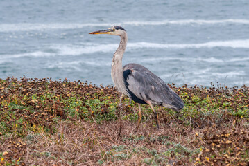 Great Blue Heron (Ardea herodias) in Bodega Bay area, California, USA