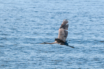 Great Blue Heron (Ardea herodias) in Bodega Bay area, California, USA