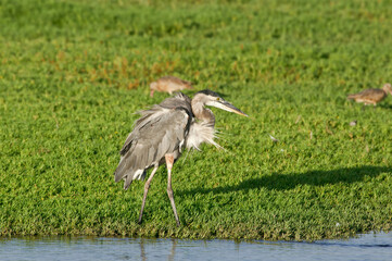 Great Blue Heron (Ardea herodias) in Bolsa Chica Ecological Reserve, California, USA