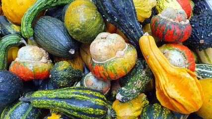 Several different varieties and colors of ornamental pumpkins