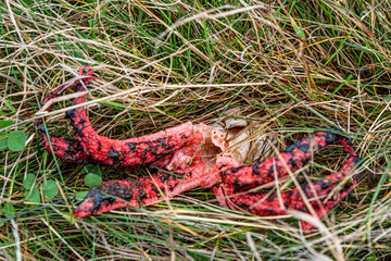Clathrus archeri in its natural environment