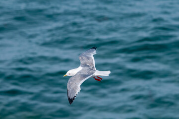 Red-legged Kittiwake (Rissa brevirostris) at colony in St. George Island, Pribilof Islands, Alaska, USA