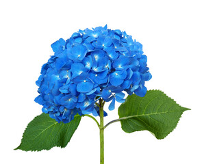 Obraz premium Blue hydrangea isolated