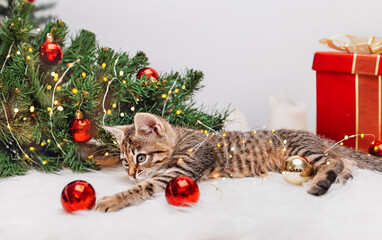 Cat Knocked down a decorated Christmas tree