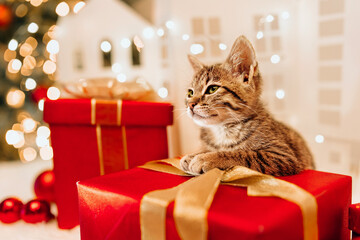 The cat receives a gift for the Christmas holidays