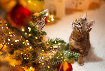 A cat looks out from the branches of a decorated Christmas tree and sing a song