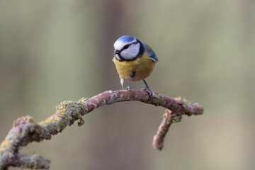 Blue Tit Cyanistes caeruleus perched on a dead branch