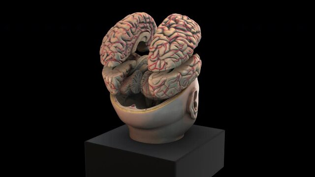 Size Intracranial Brain Structure - rotation zoom out - 3d animation model on a black background