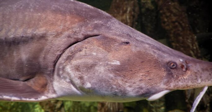 A large, delicious fish Huso dauricus, kaluga, acipenseridae swims underwater in a river, sea or aquarium. Close-up.