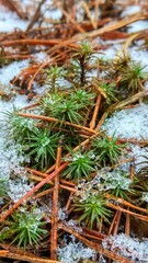 close up of pine needles