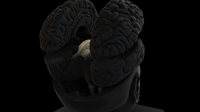 Size Intracranial Brain Structure -BrainStem- rotation zoom out - 3d animation model on a black background