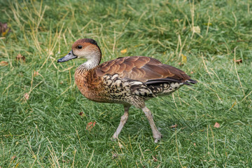 West Indian Whistling Duck (Dendrocygna arborea) in park