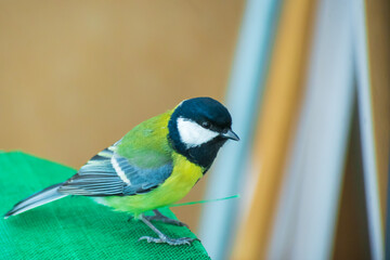 The bird tit sits on the table on the balcony of the house.