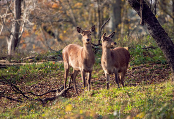 Deer in the woods