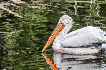 Dalmatian Pelican (Pelecanus crispus) on lake