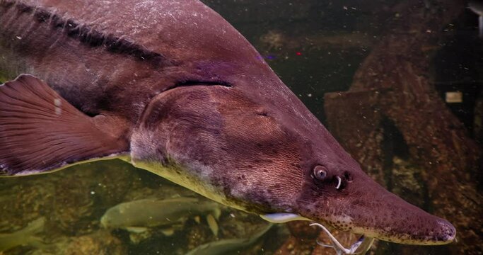 Huso dauricus, kaluga, of the order Acipenseridae, close-up swims underwater, in an fish tank, behind glass with other fish.