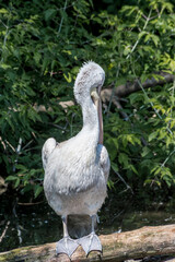 Dalmatian Pelican (Pelecanus crispus) on lake