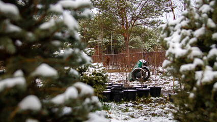 A cart covered with snow among young tree seedlings in winter