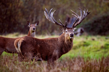 Obraz premium Stag in field