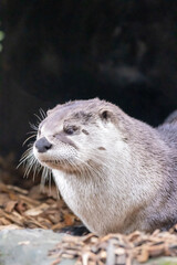 otter on the tree