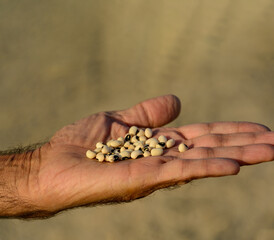 Organic Vigna unguiculata is scientific name of Cowpea legume. Also known as haricot and Feijao de Corda. Closeup of cowpea grains on the hand with blur background 