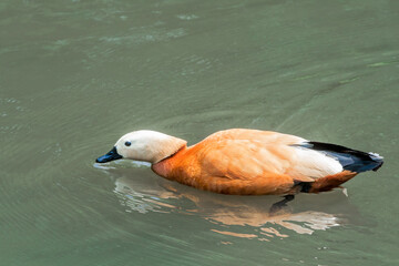 Ruddy Shelduck (Tadorna ferruginea) in Moscow, Russia