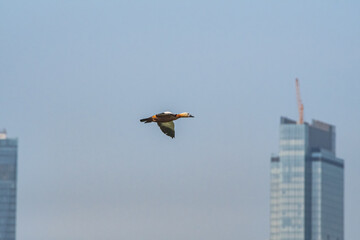 Ruddy Shelduck (Tadorna ferruginea) in Moscow, Russia