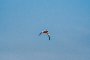 Ruddy Shelduck (Tadorna ferruginea) in Moscow, Russia