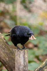 Obraz premium crow on the ground