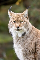 Naklejka na ściany i meble lynx in the woods